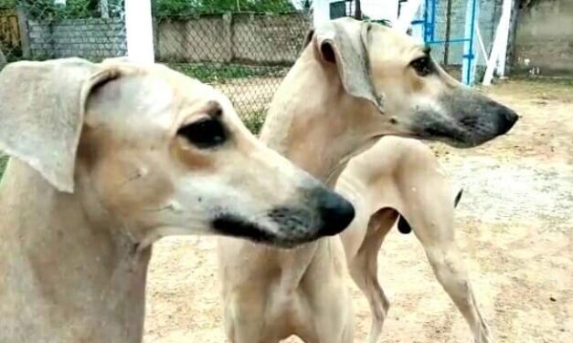 ಅಥಣಿಯಲ್ಲಿ ಹುಚ್ಚು ನಾಯಿ ಹುಚ್ಚಾಟ : ಪಶು ಆಸ್ಪತ್ರೆಯಲ್ಲಿ ಚುಚ್ಚುಮದ್ದು ಸಿಗದೆ ರೈತರು ಕಂಗಾಲು