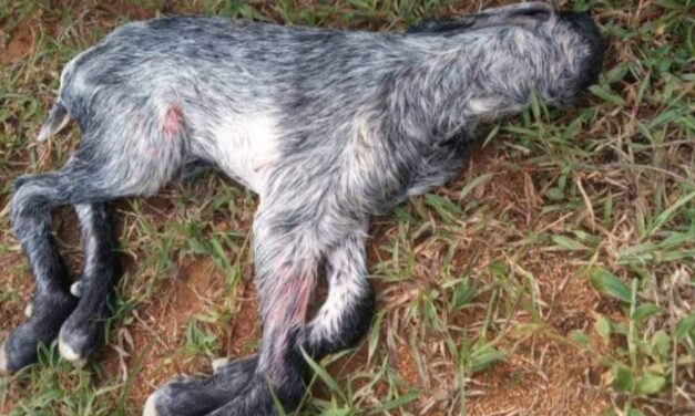 ವಿಸ್ಮಯ : ಮುಖವೇ ಇಲ್ಲದ ಕುರಿಮರಿ ಜನ್ಮ