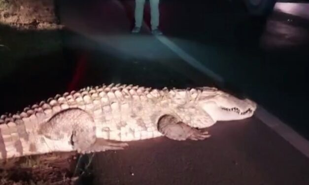 ಅಥಣಿ-VIDEO- : ನಡು ರಸ್ತೆಯಲ್ಲೇ ಮೊಸಳೆಯ ಅಂದಾ ದರ್ಬಾರ್