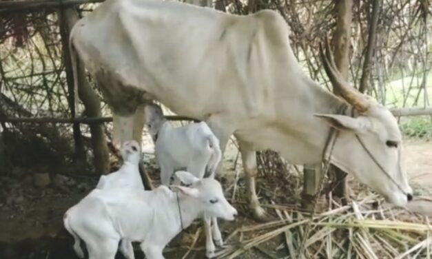ಅಥಣಿ : ಬಸವೇಶನ ಸನ್ನಿಧಿಯಲ್ಲಿ ಮೂರು ಕರುಗಳಿಗೆ ಜನ್ಮ ನಿಡಿದ ಆಕಳು ( VIDEO )