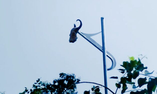 ಗೋಕಾಕ್ : ವಿದ್ಯುತ್ ದೀಪ ಕದ್ದು ದನದ ಕೊಂಬು ಹಾಕಿದ ಕಿಡಿಗೇಡಿಗಳು, ವೀಡಿಯೋ ವೈರಲ್