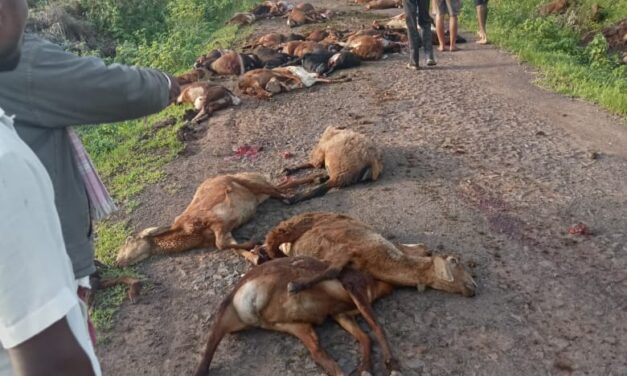 ಚಿಕ್ಕೋಡಿ : ಟಿಪ್ಪರ್ ಹಾಯ್ದು ಐವತ್ತಕ್ಕೂ ಅಧಿಕ ಕುರಿ ಸಾವು..!