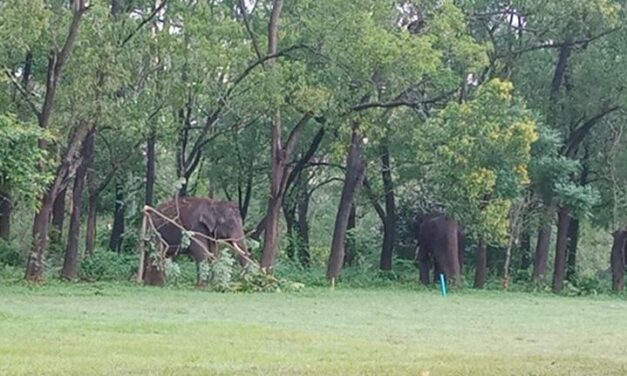 ಚಿರತೆ ಕಾರ್ಯಾಚರಣೆಗೆ ಆಗಮಿಸಿದ ಮಲೆನಾಡಿನ ಎರಡು ಆನೆ