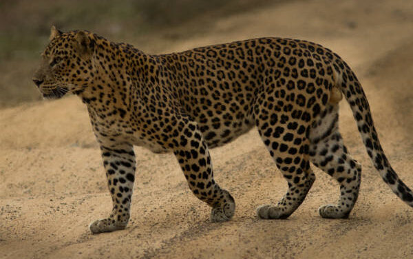 VIDEO : ಬೆಳಗಾವಿಯಲ್ಲಿ ನಡು ರಸ್ತೆಯಲ್ಲಿ ಓಡಾಡಿದ ಚಿರತೆ