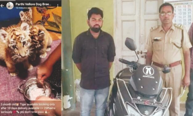 ಬೆಕ್ಕಿನ ಮರಿಗಳಿಗೆ ಹುಲಿ ಬಣ್ಣ ಬಳಿದು ಮಾರಾಟದ ಯತ್ನ…! ಮುಂದೆ ಏನಾಯ್ತು…?