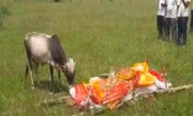 ಮಾಲೀಕನ ಅಂತ್ಯಸಂಸ್ಕಾರಕ್ಕೆ ಬಂದ ಕರು : ಬಟ್ಟೆ ಸರಿಸಿ ಹಣೆಗೆ ಮುತ್ತಿಟ್ಟ ಗೋವು
