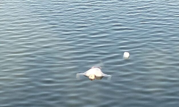 ಕೃಷ್ಣಾ ನದಿಯಲ್ಲಿ ಅಪರಿಚಿತ ವ್ಯಕ್ತಿಯ ಮೃತದೇಹ ಪತ್ತೆ