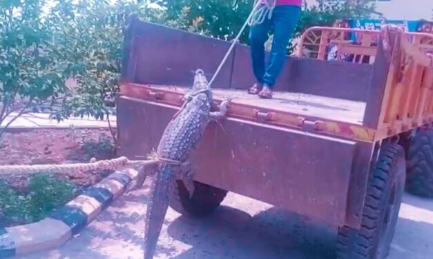 ವಿದ್ಯುತ್ ಕಡಿತದಿಂದ ಬೇಸತ್ತು ಹೆಸ್ಕಾಂ ಕಚೇರಿಗೆ ಜೀವಂತ ಮೊಸಳೆ ತಂದುಬಿಟ್ಟ ಗ್ರಾಮಸ್ಥರು