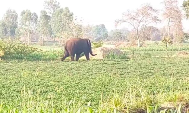 ಬೆಳ್ಳಂ ಬೆಳಿಗ್ಗೆ ಬೆಳಗಾವಿಗೆ ಬಂದ ಕಾಡಾನೆ ; ಜನ ಗಾಬರಿ