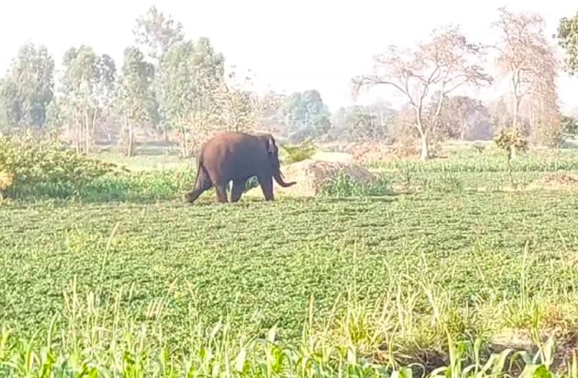 ಬೆಳ್ಳಂ ಬೆಳಿಗ್ಗೆ ಬೆಳಗಾವಿಗೆ ಬಂದ ಕಾಡಾನೆ ; ಜನ ಗಾಬರಿ