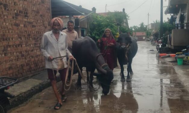 ಪ್ರವಾಹ ಭೀತಿ ; ಜಾನುವಾರು ಸ್ಥಳಾಂತರ ಮಾಡುತ್ತಿರುವ ರೈತರು