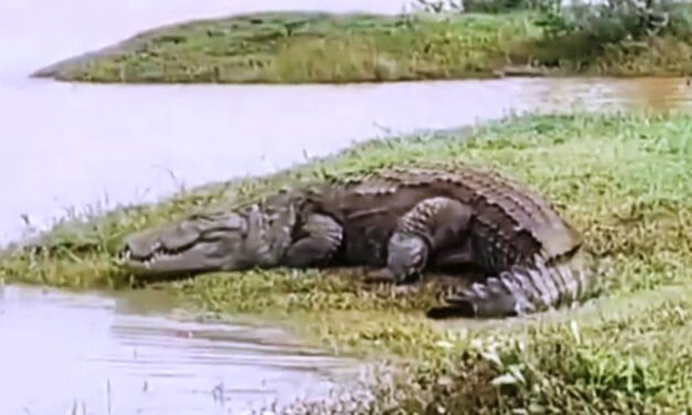 ಕಟ್ಟಿಗೆ ಅಲ್ಲ ಲೇ ಇದು.. ಮೊಸಳೆ ಲೇ ಯಪ್ಪಾ ; ನದಿಯಲ್ಲಿ ತೇಲಿಬಂದ ಮೊಸಳೆ