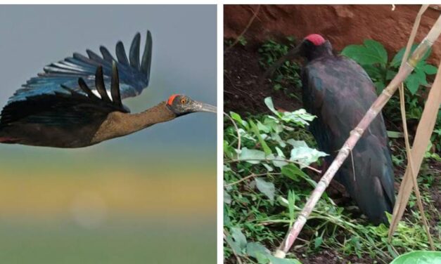 ಮೂಡಲಗಿಗೆ ವಲಸೆ ಬಂದ ಅಪರೂಪದ ಕೆಂಬರಳು ಪಕ್ಷಿ