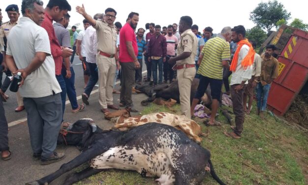 ಅಕ್ರಮವಾಗಿ ಗೋವು ಸಾಗಿಸುತ್ತಿದ್ದ ವಾಹನ ಪಲ್ಟಿ ; ಮೂರು ಕರು ಸಾವು
