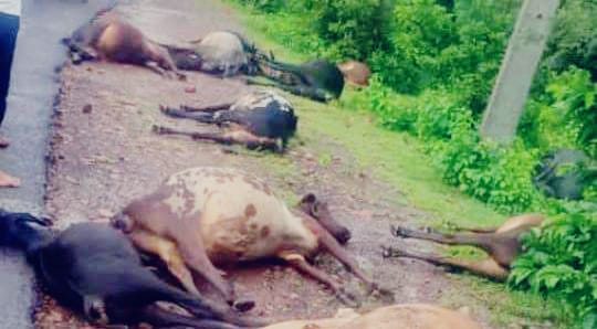 ಚಿಕ್ಕೋಡಿ : ವಿದ್ಯುತ್ ತಂತಿ ತಗುಲಿ 13 ಜಾನುವಾರು ಸಾವು