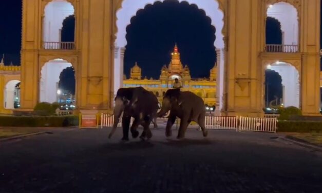 Video – ದಸರಾ ಆನೆಗಳ ಮಧ್ಯೆ ಗಲಾಟೆ ; ಮಾವುತನ ಸಮಯಪ್ರಜ್ಞೆಯಿಂದ ತಪ್ಪಿದ ಅನಾಹುತ