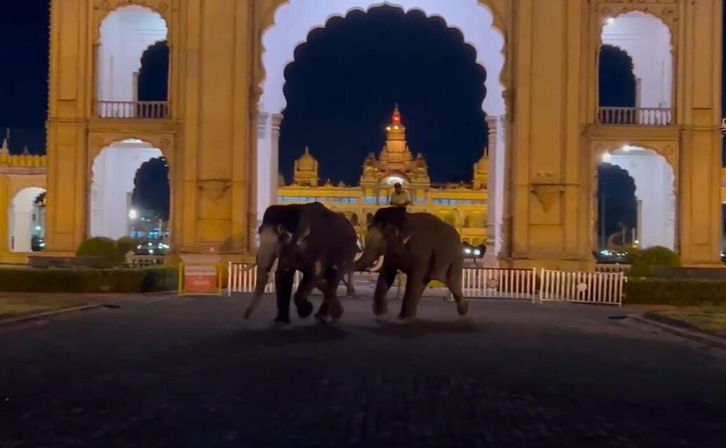 Video – ದಸರಾ ಆನೆಗಳ ಮಧ್ಯೆ ಗಲಾಟೆ ; ಮಾವುತನ ಸಮಯಪ್ರಜ್ಞೆಯಿಂದ ತಪ್ಪಿದ ಅನಾಹುತ