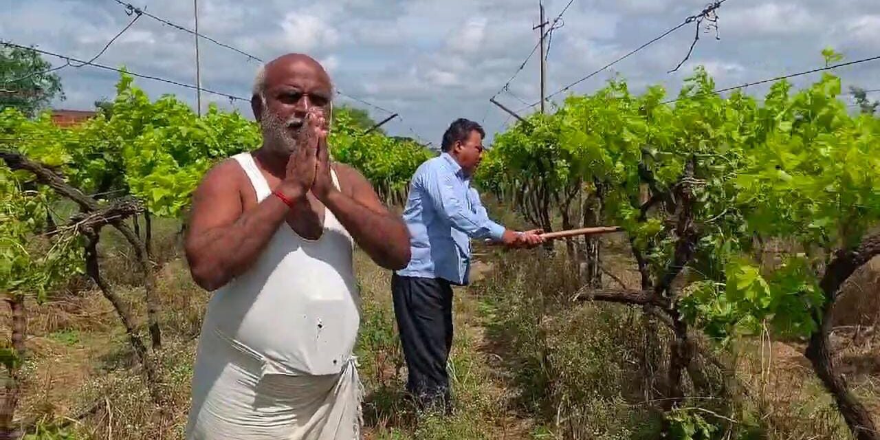 ಅಥಣಿ : ಹವಾಮಾನ ವೈಪರೀತ್ಯ ; ದ್ರಾಕ್ಷಿ ಬೆಳೆ ನಾಶಪಡಿಸಿದ ರೈತ – video