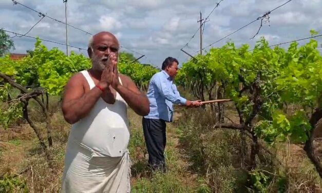 ಅಥಣಿ : ಹವಾಮಾನ ವೈಪರೀತ್ಯ ; ದ್ರಾಕ್ಷಿ ಬೆಳೆ ನಾಶಪಡಿಸಿದ ರೈತ – video