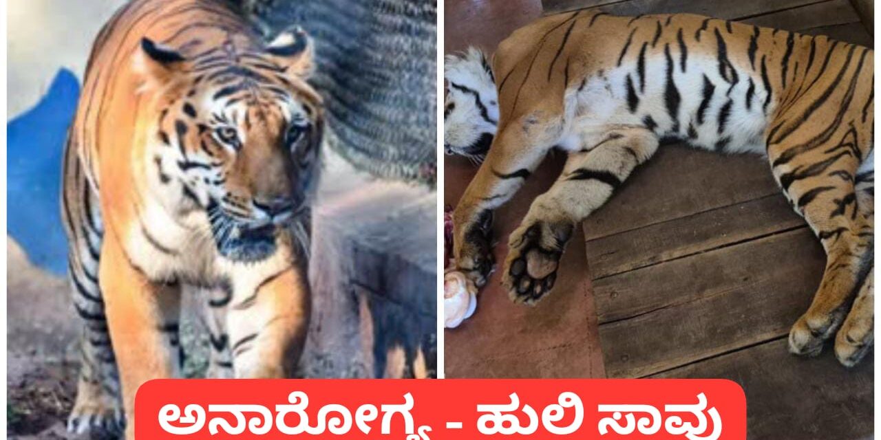 ಬೆಳಗಾವಿ : ಅನಾರೋಗ್ಯದಿಂದ ಅಸುನೀಗಿದ ಗಂಡು ಹುಲಿ ಶೌರ್ಯ