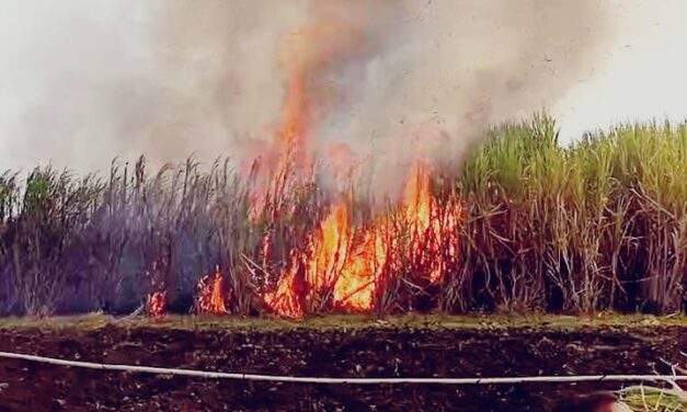 ಹೆಸ್ಕಾಂ ನಿರ್ಲಕ್ಷ್ಯ ; 200 ಎಕರೆ ಕಬ್ಬು ಬೆಳೆ ಬೆಂಕಿಗೆ ಆಹುತಿ