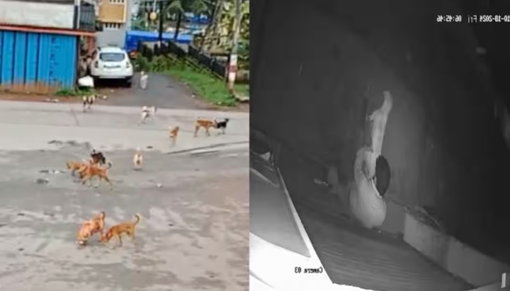 ನಾಯಿಯ ಮೇಲೆ ಅತ್ಯಾಚಾರ ಎಸಗಿದ ಕಾಮುಕ ಅರೆಸ್ಟ್