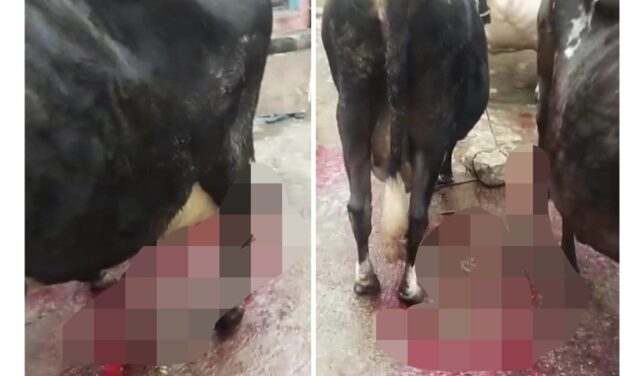 ಆಕಳ ಕೆಚ್ಚಲು ಕೊಯ್ದ ದುರುಳರು ; ರಕ್ತದ ಮಡುವಿನಲ್ಲಿ ಹಸುವಿನ ನರಳಾಟ