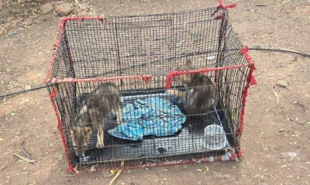 ರಾಯಬಾಗ : ಮನೆ ಮೇಲೆ ದಾಳಿ ; ಎರಡು ನರಿ ಮರಿ ರಕ್ಷಣೆ