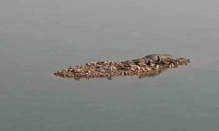 ಮೊಸಳೆ‌‌ ಕಾಟಕ್ಕೆ ಕಂಗಾಲಾದ ಬೈಲಹೊಂಗಲ ಜನ