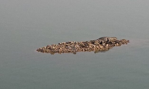 ಮೊಸಳೆ‌‌ ಕಾಟಕ್ಕೆ ಕಂಗಾಲಾದ ಬೈಲಹೊಂಗಲ ಜನ