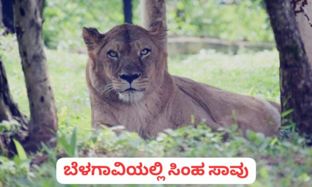 ಅಂದು ಹುಲಿ ಇಂದು ಸಿಂಹ ಸಾವು ; ಏನಾಗ್ತಿದೆ ಭೂತರಾಮನಹಟ್ಟಿ ಮೃಗಾಲಯದಲ್ಲಿ….?
