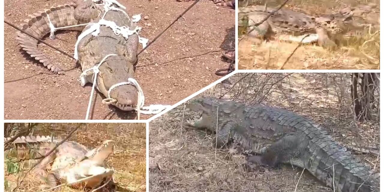 ಅಥಣಿ : ಏ ಮೊಸಳೆ ಬಂದೈತ್ ಹಿಡ್ಕೊರಿ…ಸುಟ್ಟಟ್ಟಿ ಮಂದಿ ಬಾಳ ಹುಂಬ