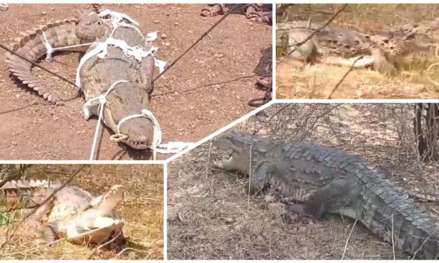 ಅಥಣಿ : ಏ ಮೊಸಳೆ ಬಂದೈತ್ ಹಿಡ್ಕೊರಿ…ಸುಟ್ಟಟ್ಟಿ ಮಂದಿ ಬಾಳ ಹುಂಬ