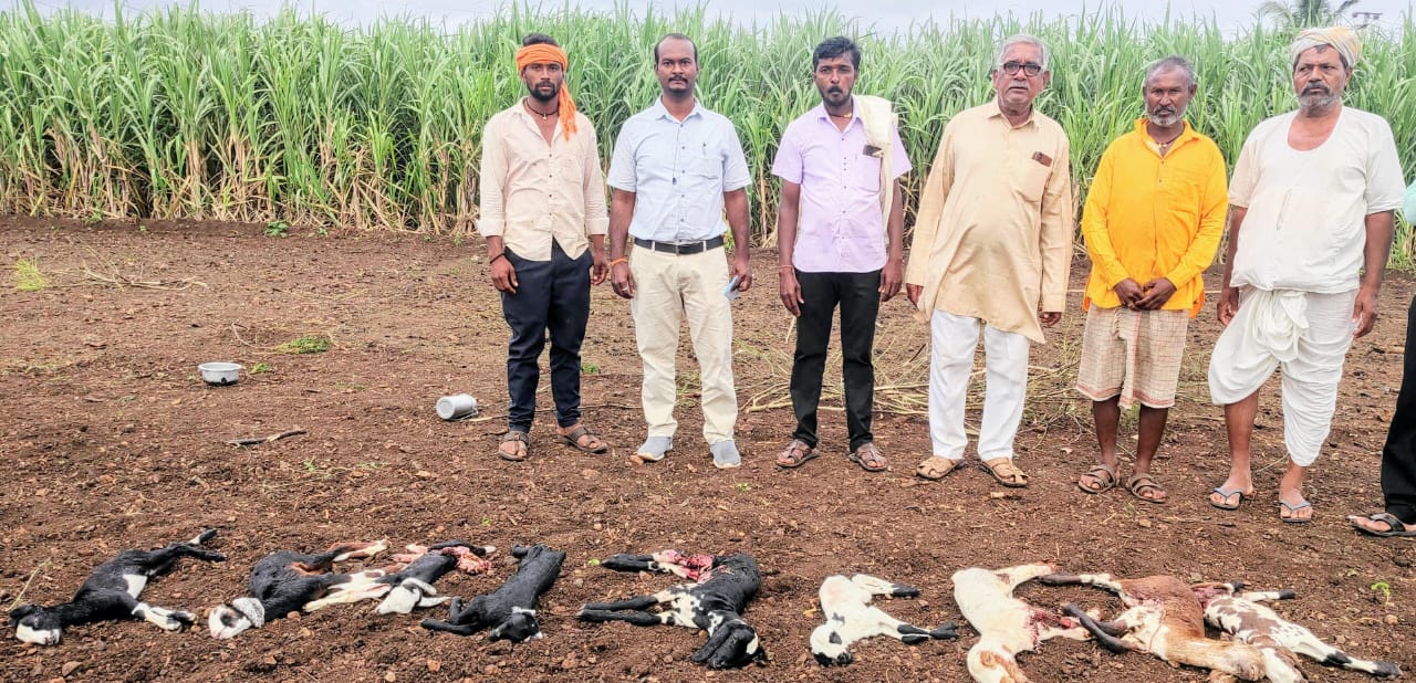 ನಾಯಿ ದಾಳಿ : 10 ಕ್ಕೂ ಹೆಚ್ಚು ಮೇಕೆ ಮರಿ ಸಾವು