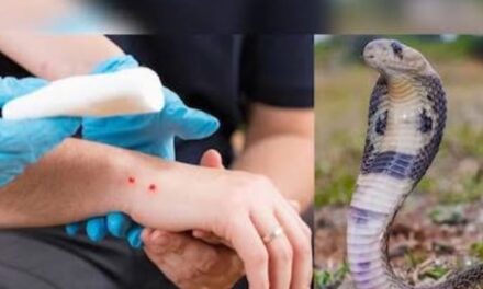 ಅಥಣಿ : ಶಾಲಾ‌ ಕೊಠಡಿಯಲ್ಲೇ ಪುಟಾಣಿ ‌ಮಗುವಿಗೆ ಕಚ್ಚಿದ ಹಾವು