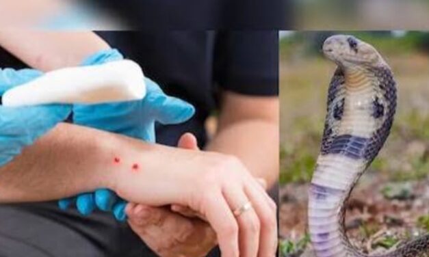 ಅಥಣಿ : ಶಾಲಾ‌ ಕೊಠಡಿಯಲ್ಲೇ ಪುಟಾಣಿ ‌ಮಗುವಿಗೆ ಕಚ್ಚಿದ ಹಾವು