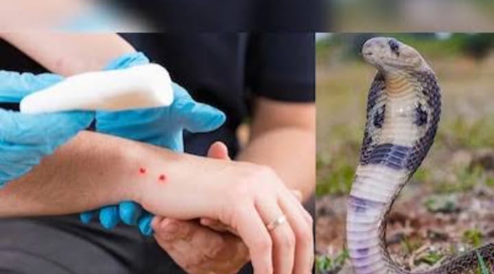 ಅಥಣಿ : ಶಾಲಾ‌ ಕೊಠಡಿಯಲ್ಲೇ ಪುಟಾಣಿ ‌ಮಗುವಿಗೆ ಕಚ್ಚಿದ ಹಾವು