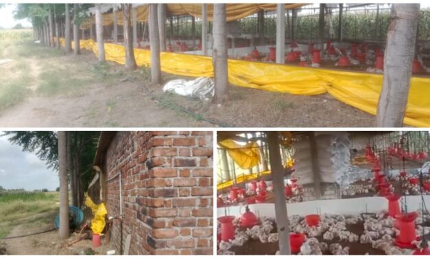 ಅಥಣಿ : ಕೋಳಿಗಳಿಗೆ ಹಾಕುವ ಆಹಾರ ಕದ್ದ ಖದೀಮರು