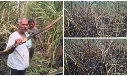 ಅಥಣಿ : ವಿದ್ಯುತ್ ಅವಘಡ ; ಎಂಟು ಎಕರೆ ಕಬ್ಬು ಬೆಳೆ ಸುಟ್ಟು ಕರಕಲು