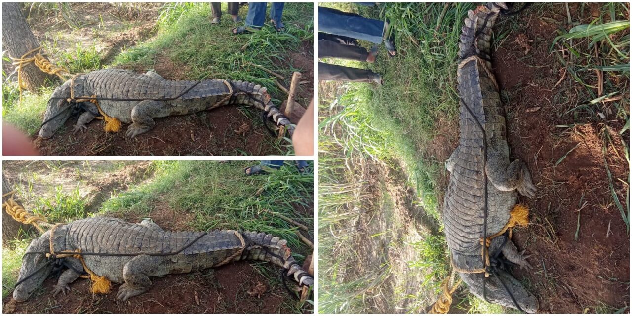 ಅಥಣಿ : ಕೃಷ್ಣಾ ನದಿ ದಡದಲ್ಲಿ ಮೊಸಳೆ ಕಾಟ ; ಸೆರೆಹಿಡಿದ ಸಪ್ತಸಾಗರ ಗ್ರಾಮಸ್ಥರು – VIDEO
