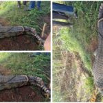 ಅಥಣಿ : ಕೃಷ್ಣಾ ನದಿ ದಡದಲ್ಲಿ ಮೊಸಳೆ ಕಾಟ ; ಸೆರೆಹಿಡಿದ ಸಪ್ತಸಾಗರ ಗ್ರಾಮಸ್ಥರು – VIDEO
