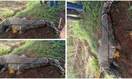 ಅಥಣಿ : ಕೃಷ್ಣಾ ನದಿ ದಡದಲ್ಲಿ ಮೊಸಳೆ ಕಾಟ ; ಸೆರೆಹಿಡಿದ ಸಪ್ತಸಾಗರ ಗ್ರಾಮಸ್ಥರು – VIDEO