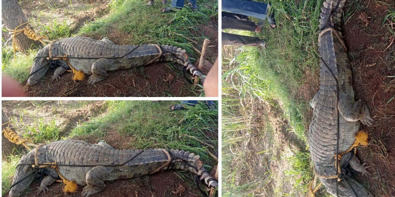 ಅಥಣಿ : ಕೃಷ್ಣಾ ನದಿ ತಟದಲ್ಲಿ ಮೊಸಳೆ ಕಾಟ ; ಸೆರೆಹಿಡಿದ ಸಪ್ತಸಾಗರ ಗ್ರಾಮಸ್ಥರು – VIDEO