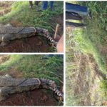 ಅಥಣಿ : ಕೃಷ್ಣಾ ನದಿ ತಟದಲ್ಲಿ ಮೊಸಳೆ ಕಾಟ ; ಸೆರೆಹಿಡಿದ ಸಪ್ತಸಾಗರ ಗ್ರಾಮಸ್ಥರು – VIDEO