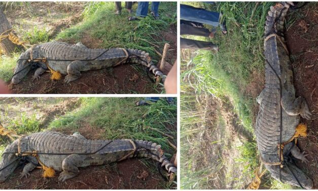 ಅಥಣಿ : ಕೃಷ್ಣಾ ನದಿ ತಟದಲ್ಲಿ ಮೊಸಳೆ ಕಾಟ ; ಸೆರೆಹಿಡಿದ ಸಪ್ತಸಾಗರ ಗ್ರಾಮಸ್ಥರು – VIDEO