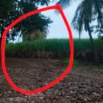 ಅಥಣಿಯಲ್ಲಿ ಚಿರತೆ ಪ್ರತ್ಯಕ್ಷ್ಯ? ; ಜನರಿಗೆ ಮಹತ್ವದ ಎಚ್ಚರಿಕೆ ಕೊಟ್ಟ ಅರಣ್ಯ ಇಲಾಖೆ ಸಿಬ್ಬಂದಿ..!
