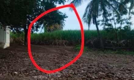 ಅಥಣಿಯಲ್ಲಿ ಚಿರತೆ ಪ್ರತ್ಯಕ್ಷ್ಯ? ; ಜನರಿಗೆ ಮಹತ್ವದ ಎಚ್ಚರಿಕೆ ಕೊಟ್ಟ ಅರಣ್ಯ ಇಲಾಖೆ ಸಿಬ್ಬಂದಿ..!