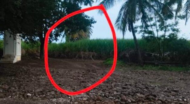ಅಥಣಿಯಲ್ಲಿ ಚಿರತೆ ಪ್ರತ್ಯಕ್ಷ್ಯ? ; ಜನರಿಗೆ ಮಹತ್ವದ ಎಚ್ಚರಿಕೆ ಕೊಟ್ಟ ಅರಣ್ಯ ಇಲಾಖೆ ಸಿಬ್ಬಂದಿ..!