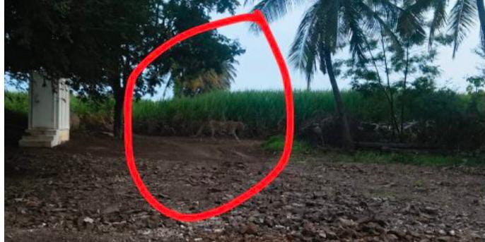 ಅಥಣಿಯಲ್ಲಿ ಚಿರತೆ ಪ್ರತ್ಯಕ್ಷ್ಯ? ; ಜನರಿಗೆ ಮಹತ್ವದ ಎಚ್ಚರಿಕೆ ಕೊಟ್ಟ ಅರಣ್ಯ ಇಲಾಖೆ ಸಿಬ್ಬಂದಿ..!