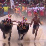 ಮೈಸೂರು ದಸರಾ ಕಂಬಳದಲ್ಲಿ ಸಸಿಹಿತ್ಲು ಕೋಣಗಳ ಚಿನ್ನದ ಓಟ ; 16 ಗ್ರಾಂ ಚಿನ್ನ ಗೆದ್ದ ಜೋಡಿ